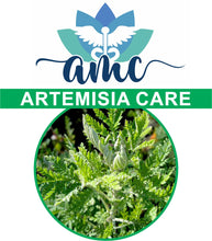 Load image into Gallery viewer, Artemisia is a well-known medicinal plant in Africa, and is one of the most important and widely used herbs in traditional medicine. www.amcmed.co.za
